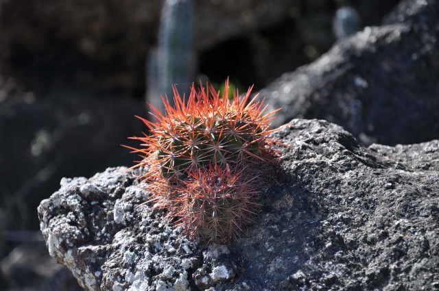 bolcactus